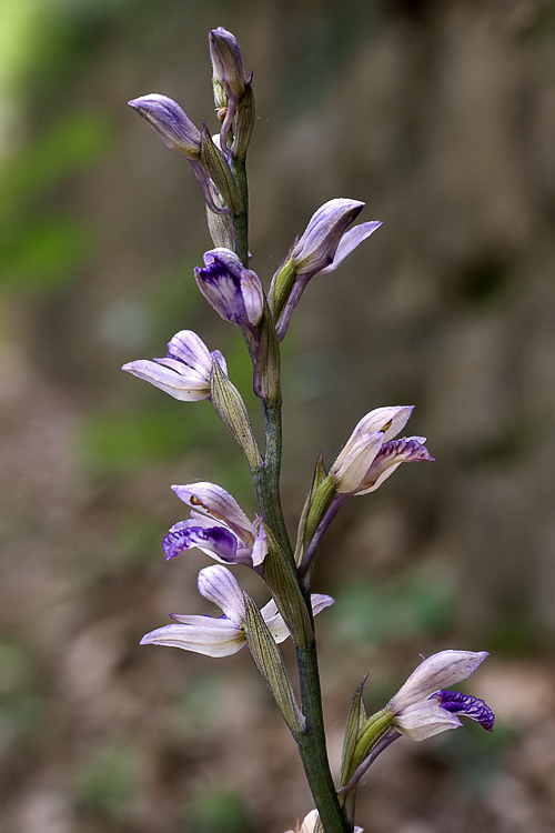 Orchidee del Chianti 2009